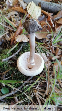 Macrolepiota permixta