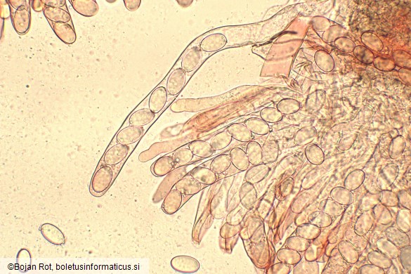 Morchella elata