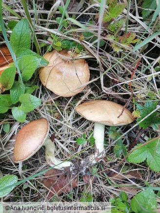 Suillus luteus