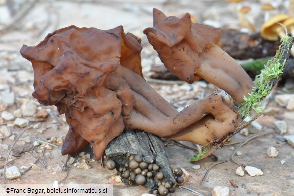 Gyromitra infula