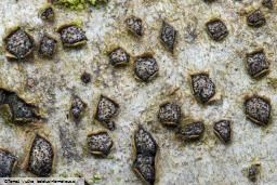 Melogramma campylosporum