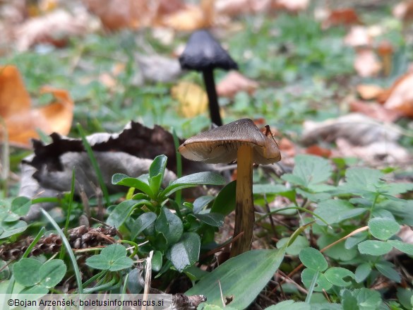 Hygrocybe conica