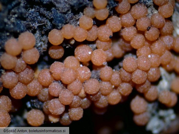 Nectria peziza