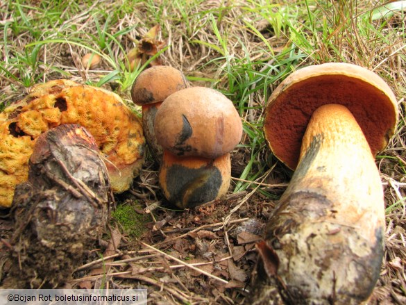 Boletus luridus