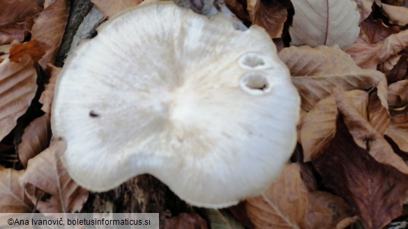 Megacollybia platyphylla