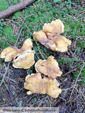 Cantharellus amethysteus