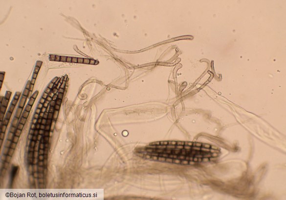 Trichoglossum hirsutum