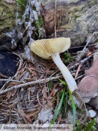 Russula pulchella