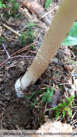 Amanita subalpina