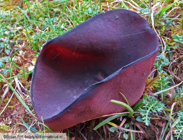 Geoscypha violacea