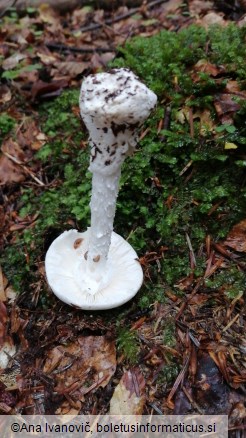 Amanita virosa