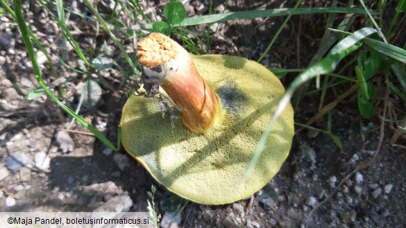 Boletus rubellus