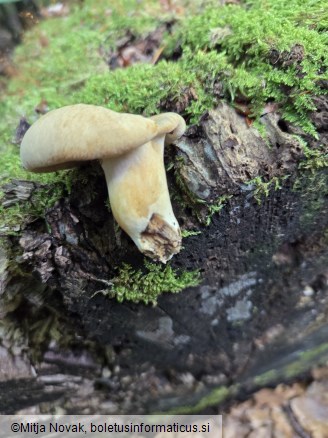 Cerioporus varius