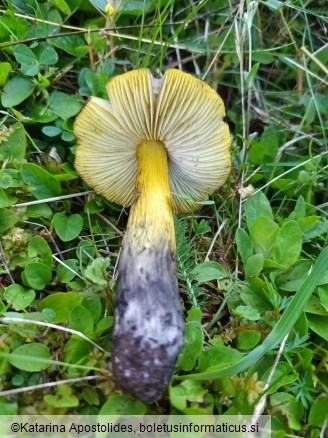 Hygrocybe conica