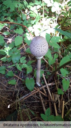 Macrolepiota procera