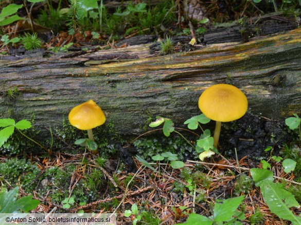 Pluteus leoninus