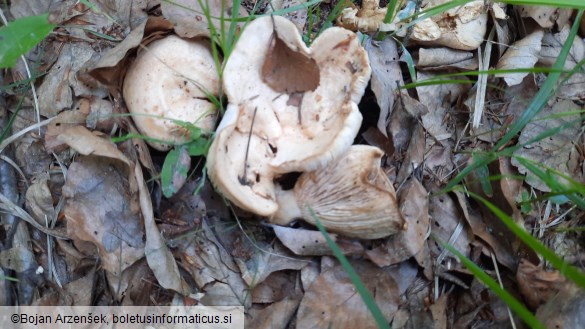 Lactarius illyricus