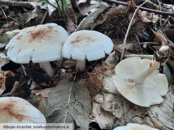 Rhodocollybia maculata