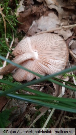 Pluteus atromarginatus