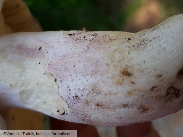 Russula langei