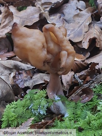 Gyromitra infula