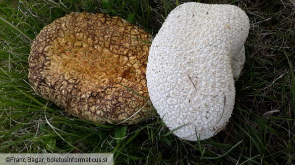 Lycoperdon utriforme