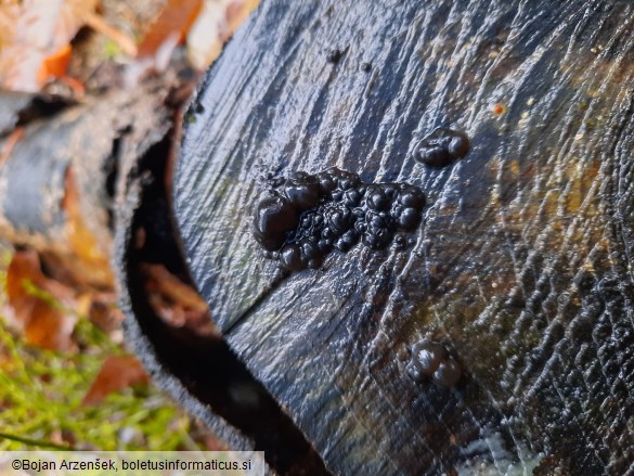 Exidia nigricans