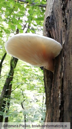 Pleurotus dryinus