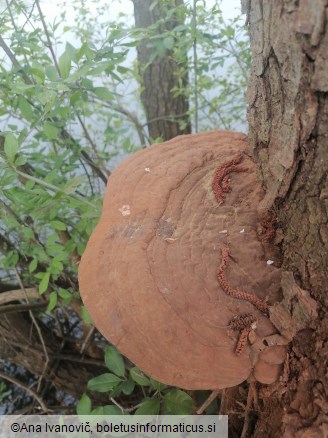 Ganoderma adspersum