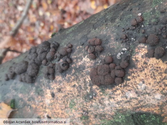 Hypoxylon fragiforme