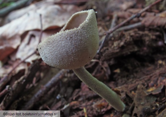 Helvella macropus