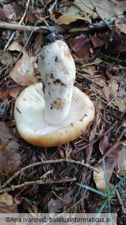 Russula grata