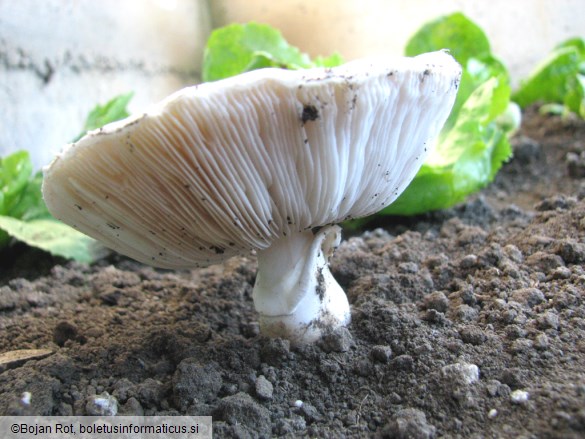 Leucoagaricus cretaceus