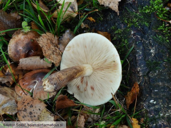 Tricholoma fulvum