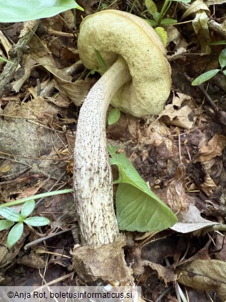Leccinellum pseudoscabrum