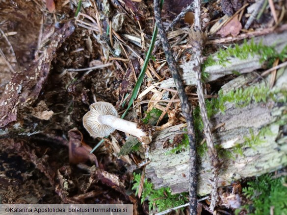 Rhizocybe pruinosa