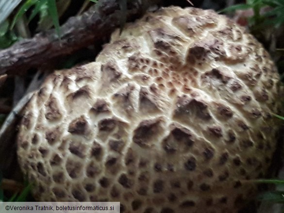 Scleroderma citrinum