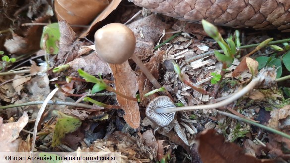 Mycena strobilicola