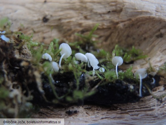 Hemimycena cephalotricha