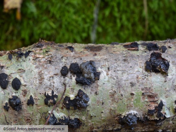 Tremella globispora