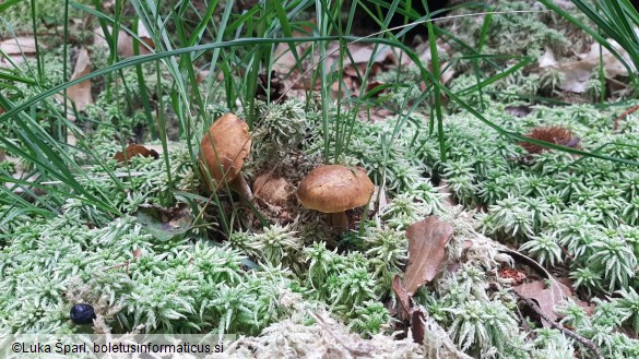 Pseudoboletus parasiticus