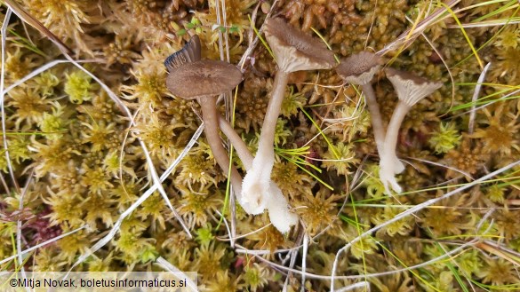 Arrhenia gerardiana