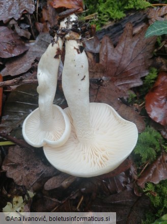 Hygrophorus eburneus