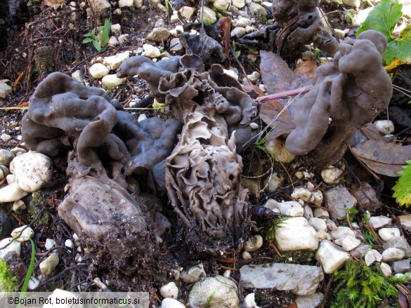 Helvella lacunosa