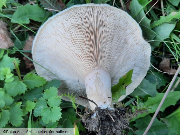 Lactarius pubescens