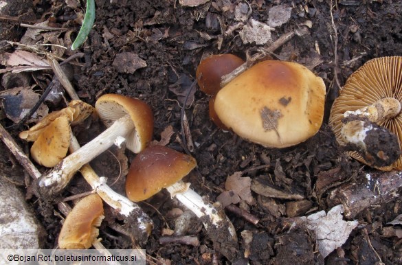 Conocybe aporos