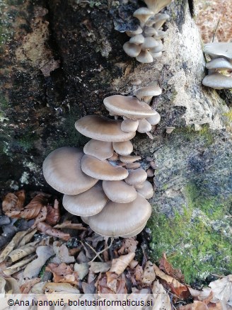 Pleurotus ostreatus