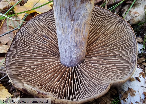Cortinarius infractus