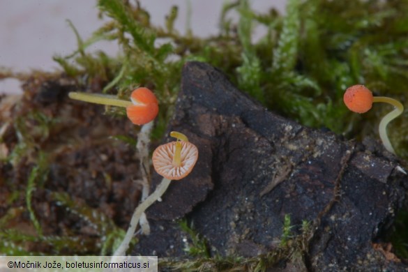 Mycena acicula