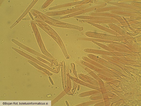 Lachnum virgineum